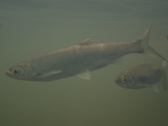 Hemiculter leucisculus