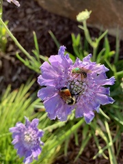 Bombus huntii