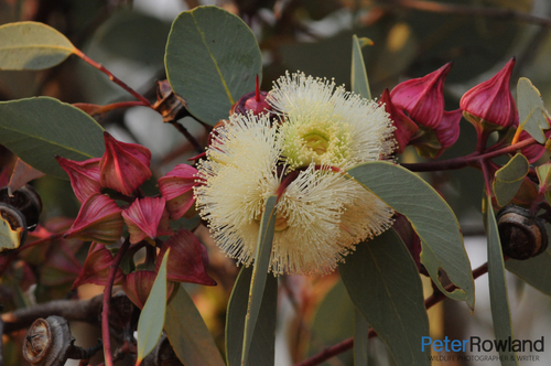 Red-budded Mallee