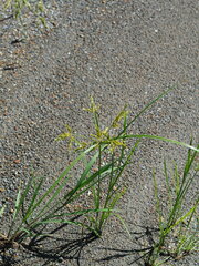 Cyperus iria