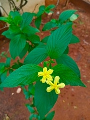 Pseudomussaenda flava