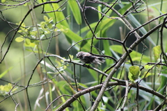 Aegithalos caudatus europaeus