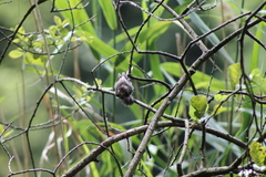 Aegithalos caudatus europaeus