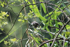 Aegithalos caudatus europaeus