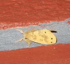 Artaxa guttata