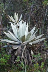 Espeletia grandiflora