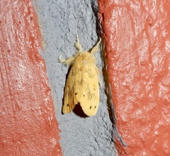 Artaxa guttata