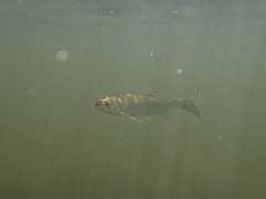 Hemiculter leucisculus