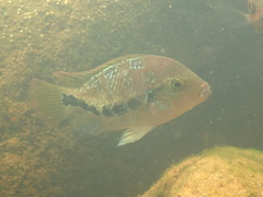 Blackstripe Cichlid photo 1
