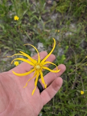 Phoebanthus tenuifolius