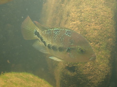 Blackstripe Cichlid photo 2