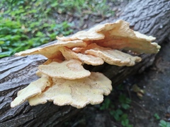 Laetiporus sulphureus