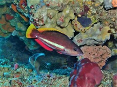 Pseudolabrus biserialis