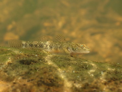 Rhinogobius leavelli