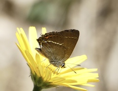 Satyrium spini