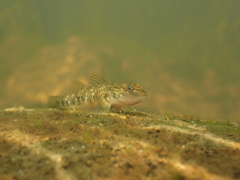 Rhinogobius leavelli