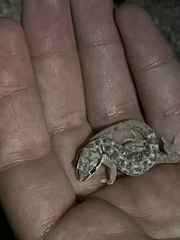 Pachydactylus punctatus