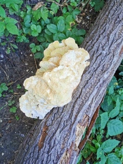 Laetiporus sulphureus