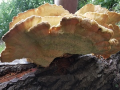 Laetiporus sulphureus