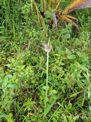 Ypthima baldus newboldi