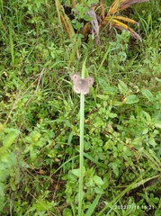 Ypthima baldus newboldi