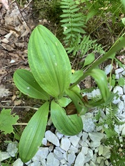 Platanthera grandiflora
