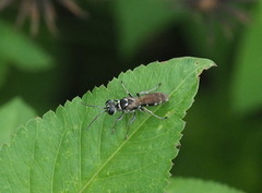 Lyroda