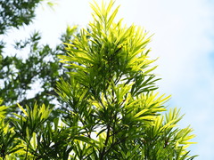 Podocarpus nakaii