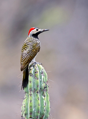 Colaptes atricollis