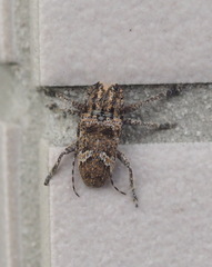 Prosoplus bankii