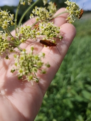 Rhagonycha fulva