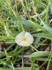 Leucocoprinus fragilissimus image