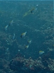 Chromis klunzingeri