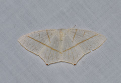 Brachurapteryx breviaria