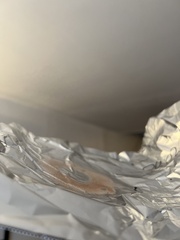 Tylopilus griseocarneus