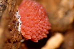 Tubifera ferruginosa acutissima