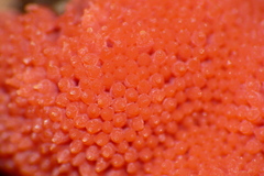 Tubifera ferruginosa acutissima