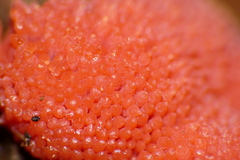 Tubifera ferruginosa acutissima