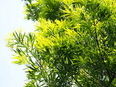 Podocarpus nakaii