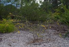 Acacia desertorum