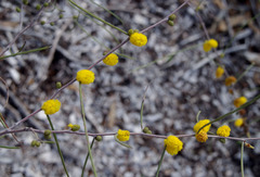 Acacia desertorum