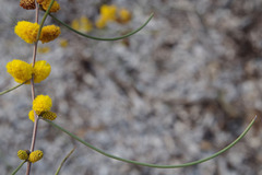Acacia desertorum