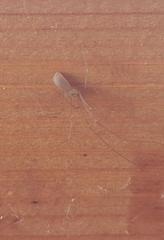 Pholcus opilionoides