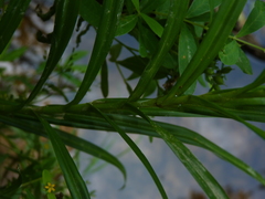 Scirpus polyphyllus