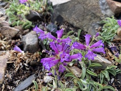 Penstemon heterodoxus heterodoxus