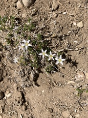 Eremogone kingii compacta