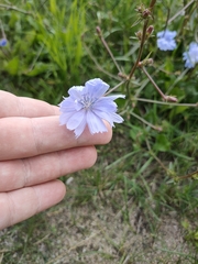 Cichorium intybus