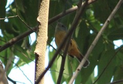 Mionectes rufiventris