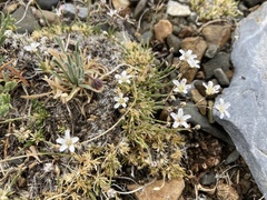 Eremogone kingii compacta