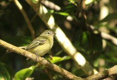 Phyllomyias virescens